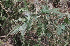 Pteris terminalis