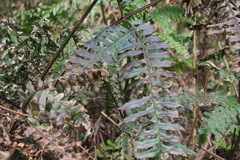 Pteris terminalis