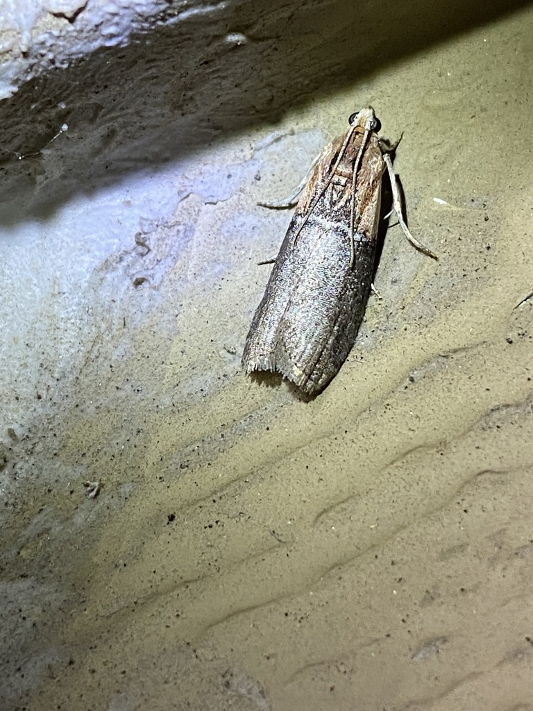 Yellowshouldered Leafroller from Balfour Dr, Wappingers Falls, NY, US