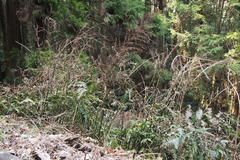 Pteris terminalis