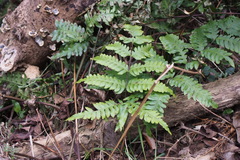 Pteris terminalis