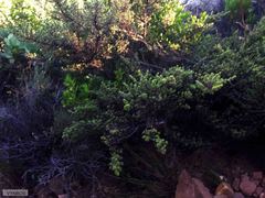 Cliffortia polygonifolia polygonifolia