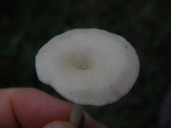 Entoloma peralbidum
