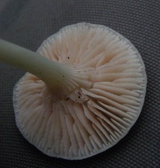 Entoloma peralbidum