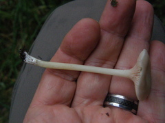 Entoloma peralbidum