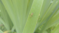 Diptera