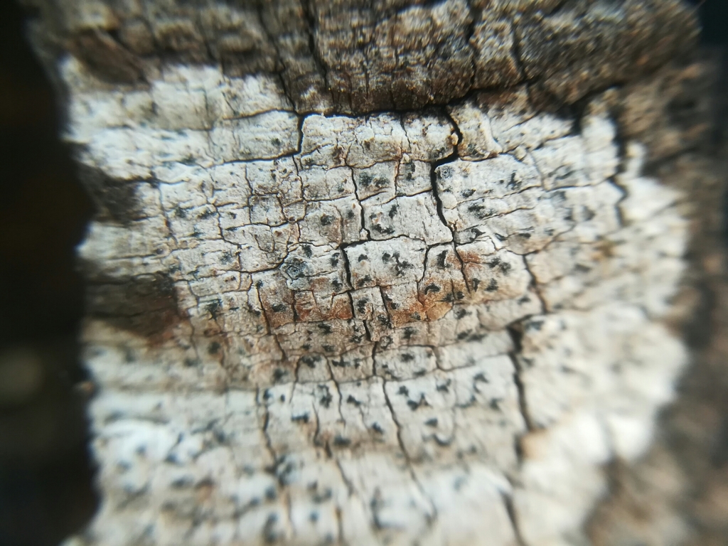 Arthothelium taediosum