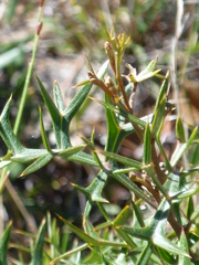 Grevillea triternata