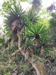 Dracaena cambodiana