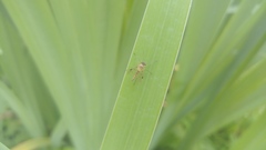 Diptera
