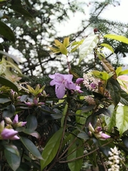 Rhododendron ovatum