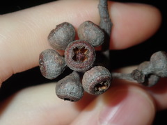 Eucalyptus eugenioides