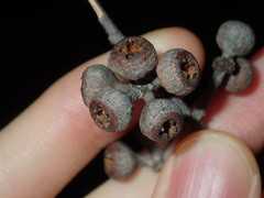 Eucalyptus eugenioides