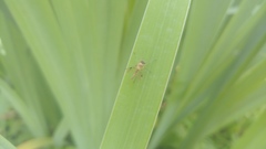 Diptera