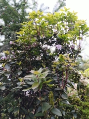 Rhododendron ovatum