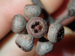 Eucalyptus eugenioides