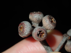 Eucalyptus eugenioides