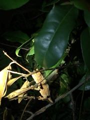 Rieppeleon kerstenii