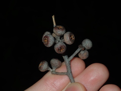 Eucalyptus eugenioides