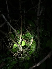 Rieppeleon kerstenii