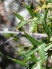 Grevillea triternata