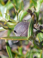 Grevillea triternata