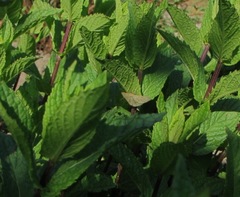 Psammotis pulveralis