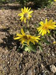Arnica angustifolia