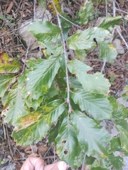 Quercus monterreyensis