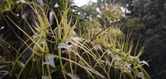 Brassia verrucosa