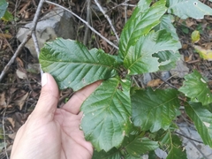 Quercus monterreyensis