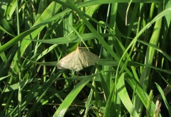 Psammotis pulveralis