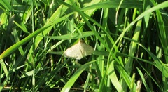 Psammotis pulveralis
