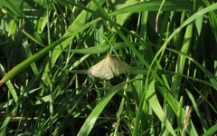 Psammotis pulveralis