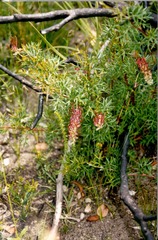 Grevillea triternata