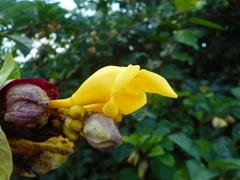 Gmelina philippensis