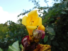 Gmelina philippensis