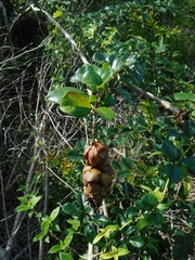 Gmelina philippensis