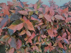 Magnoliopsida