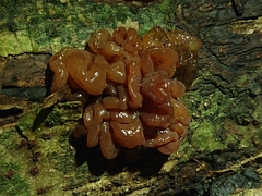 Tremella vesiculosa