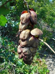 Gmelina philippensis
