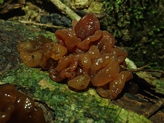 Tremella vesiculosa