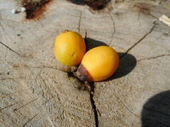 Gmelina philippensis