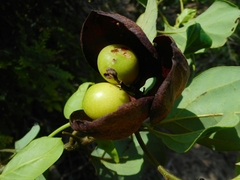 Gmelina philippensis