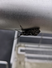 Phryganea bipunctata