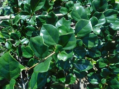 Gmelina philippensis