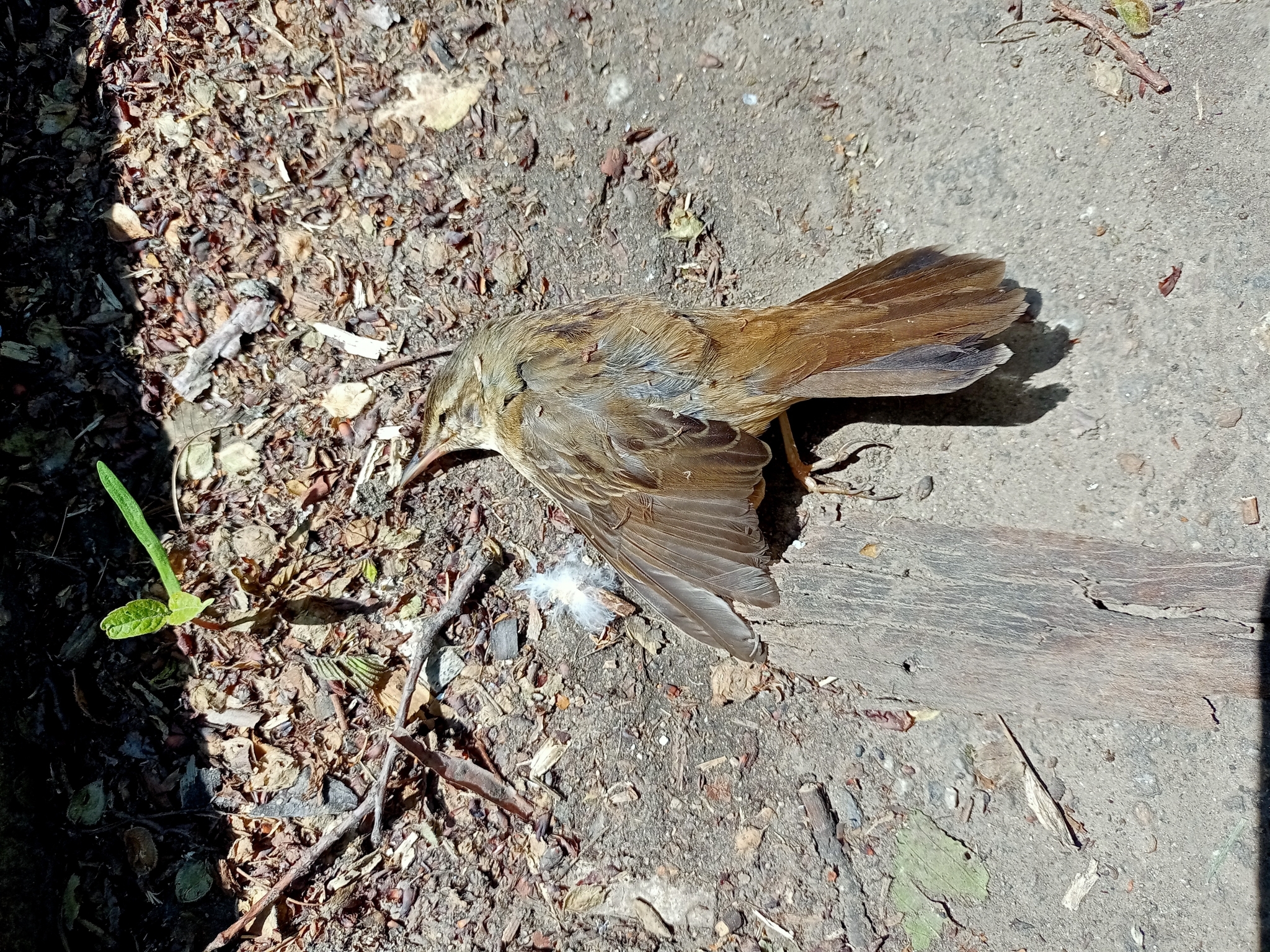 Pallas's Grasshopper Warbler