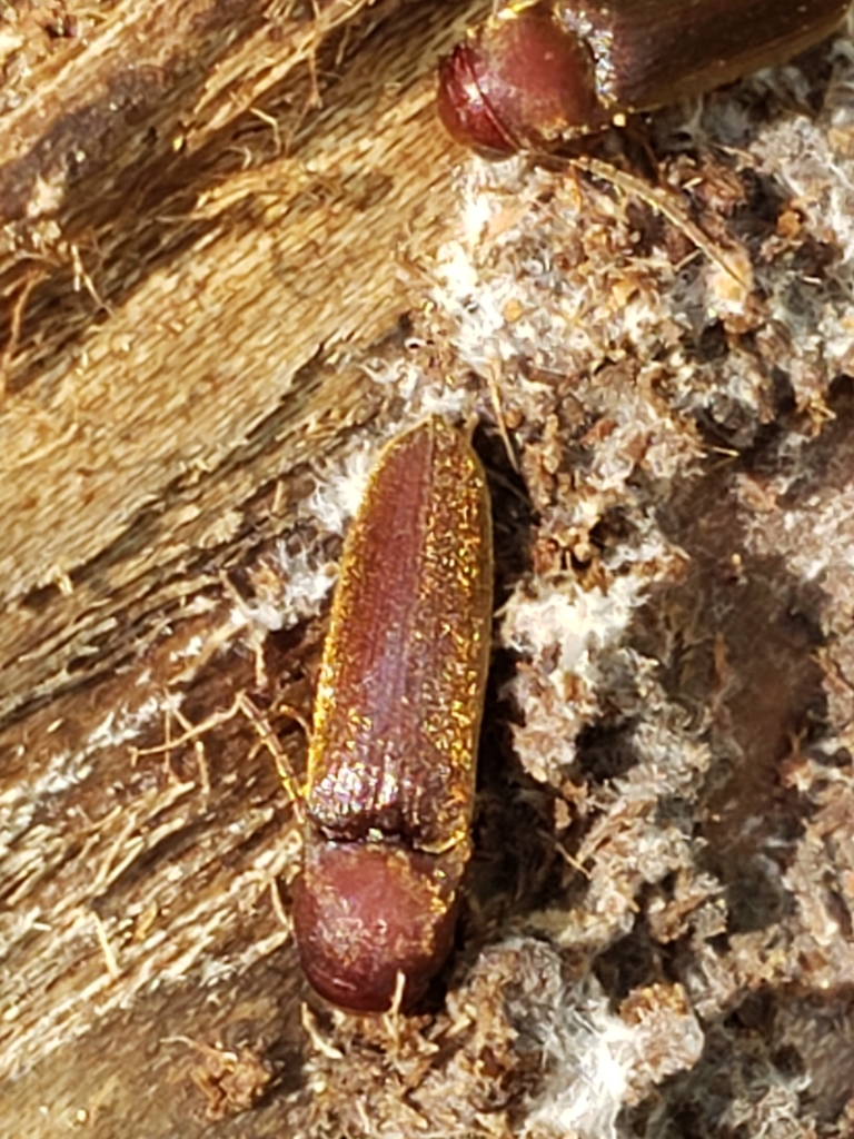 False click beetle