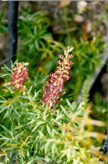 Grevillea triternata