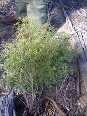 Grevillea triternata